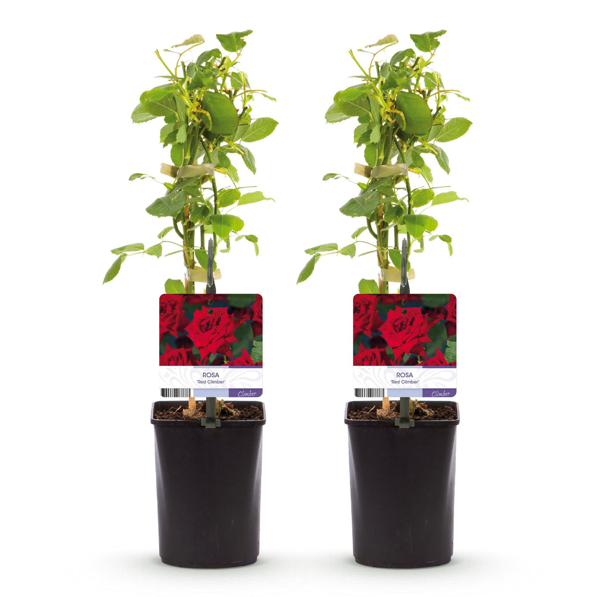 Kletterrose - Rosa Red Climber - Rot - Wenig Pflege - 2 Pflanzen - Topf 11cm Höhe 40cm 