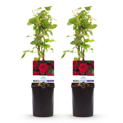 Kletterrose - Rosa Red Climber - Rot - Wenig Pflege - 2 Pflanzen - Topf 11cm Höhe 40cm 