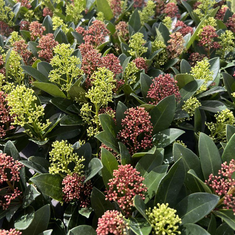 GreenboutiQ - Terrassenpflanze - Skimmia japonica Festival - Blüte Weiß & Rot - 15+ Blüten - 1 Pflanze - Winterhart - Topf 15cm Höhe 30cm 