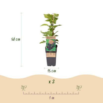 Green boutiQ - Fruit Plant - Rubus occ. Black Jewel - Blackberry Plant - Hardy - Black Raspberry - 2 Plants - Pot 15cm - Height 50cm 