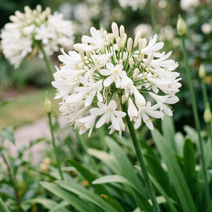 Weiße Schmucklilie – Agapanthus africanus 'Albus' – Topf Ø11cm – Bienenfreundliche Staude für Garten & Balkon – Ansicht 5