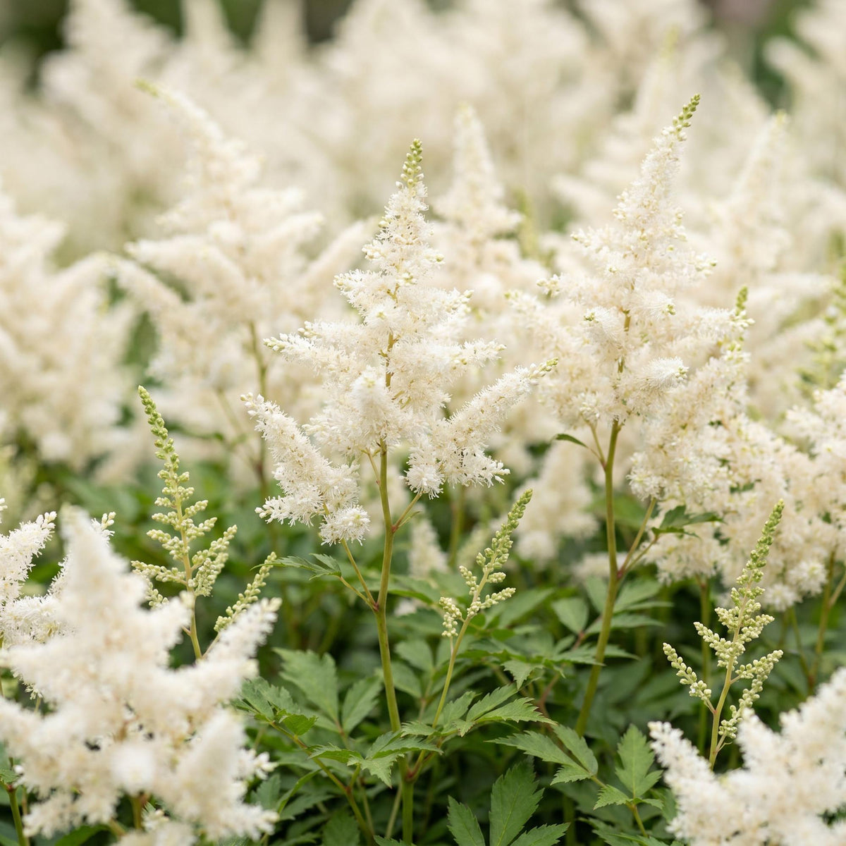 Prachtspiere 'Deutschland' – Astilbe japonica 'Deutschland' – Topf Ø11cm – Ansicht 5