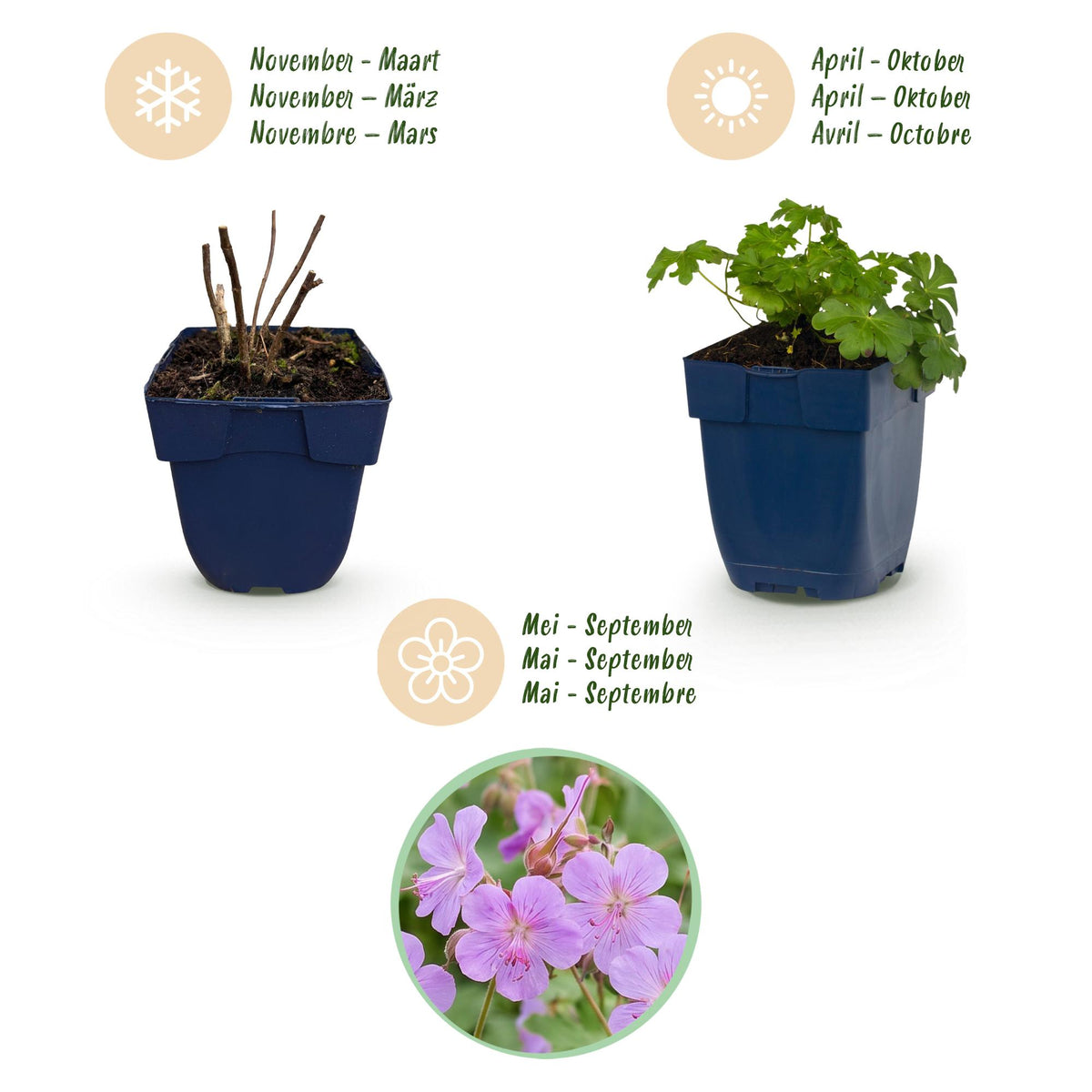 Storchschnabel 'Czakor' – Geranium macrorrhizum 'Czakor' – 6 Pflanzen – Topf Ø11cm – Ansicht 4