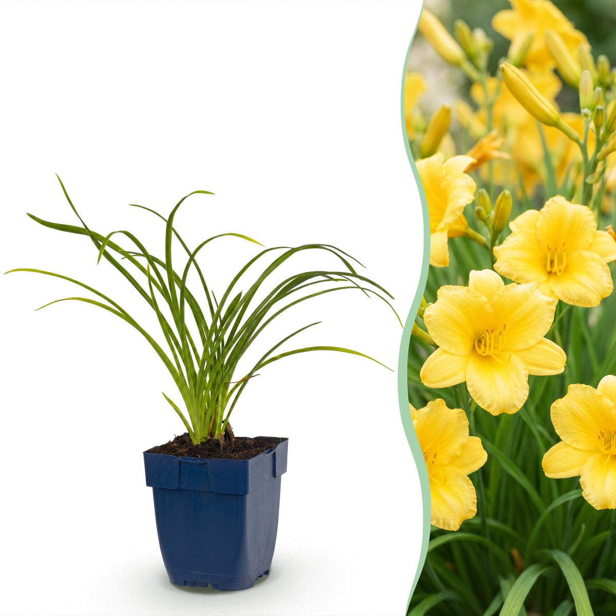 Taglilie 'Stella d' – Hemerocallis 'Stella d'Oro' – Topf Ø11cm – Bienenfreundliche Staude für Garten & Balkon
