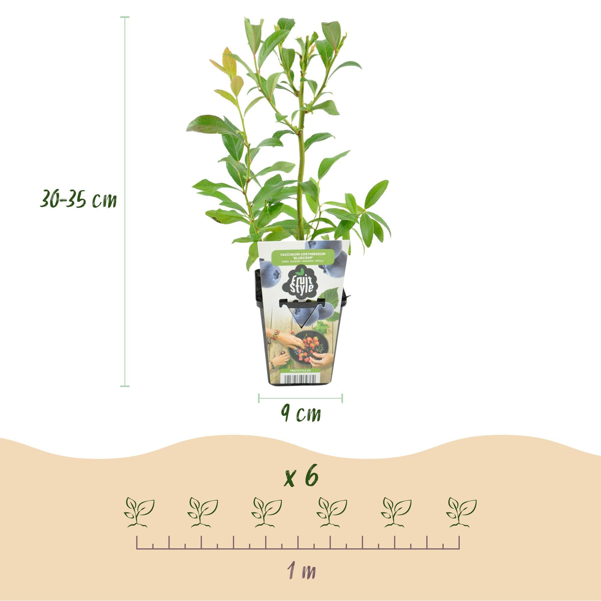 Blaubeere Vaccinium corymbosum Bluegold winterhart 3 Pflanzen Ø9cm Höhe 30cm – Aromatische Heidelbeere für Garten Balkon & Te