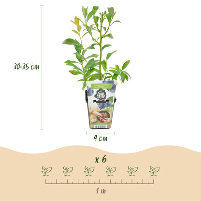Blaubeere Vaccinium corymbosum Bluegold winterhart 3 Pflanzen Ø9cm Höhe 30cm – Aromatische Heidelbeere für Garten Balkon & Te