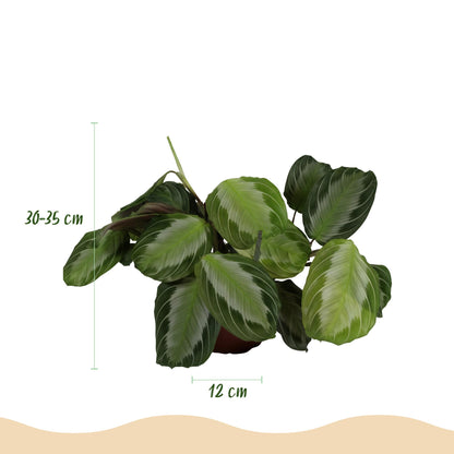Maranta Fascinator Silverband Gebetspflanze – Haustierfreundliche Zimmerpflanze 12cm – Höhe ca.25cm – Dekorative Blattpflanze mit silberner Zeichnung für Wohnzimmer Büro & Schlafzimmer - Oasis of Life