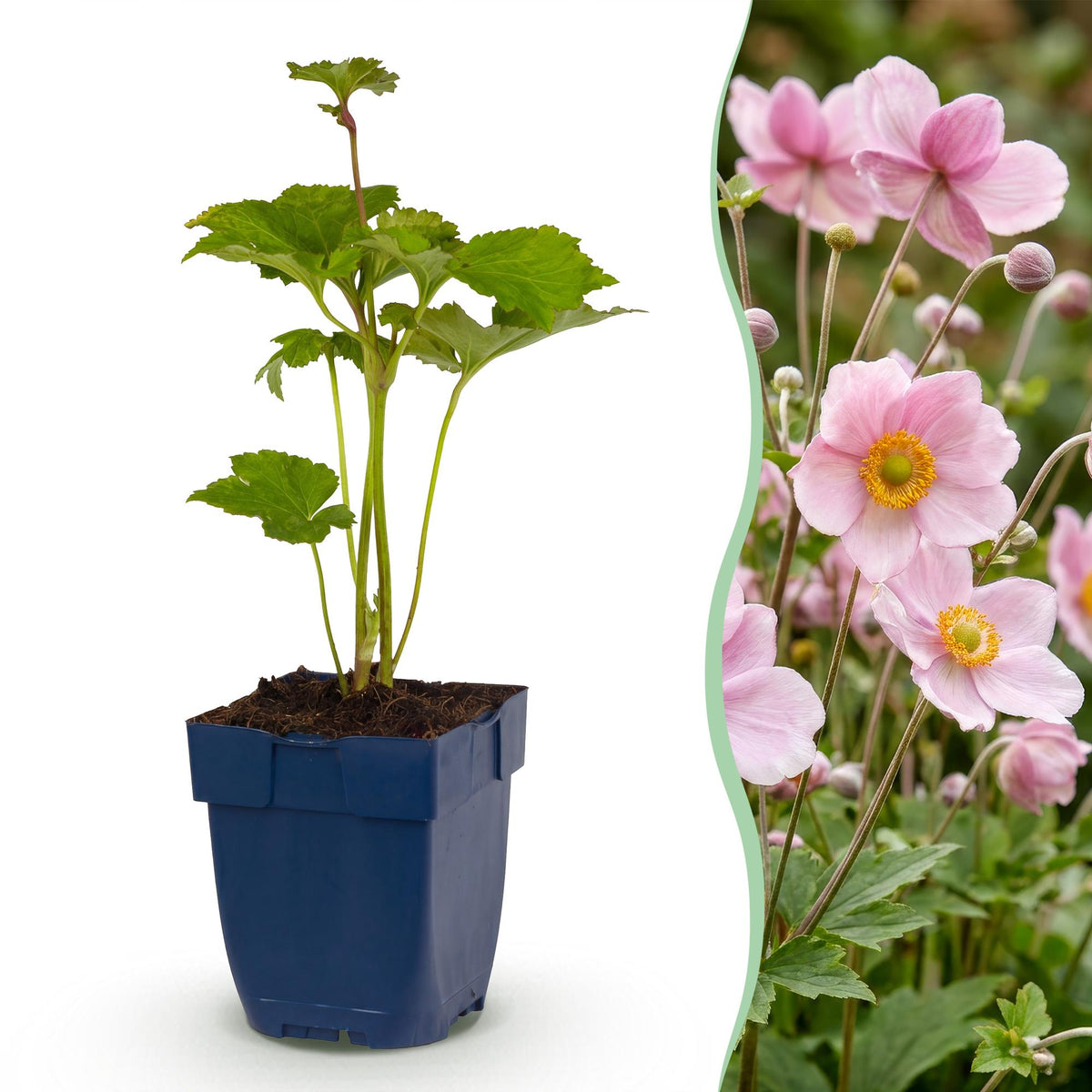 Herbst-Anemone 'Königin Charlotte' – Anemone hybrida 'Königin Charlotte' – 3 Pflanzen – Topf Ø11cm