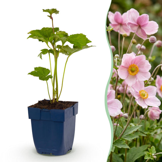 Herbst-Anemone 'Königin Charlotte' – Anemone hybrida 'Königin Charlotte' – 3 Pflanzen – Topf Ø11cm