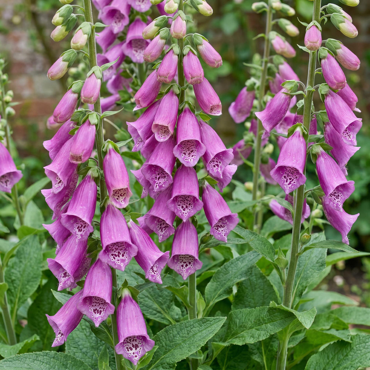 Fingerhut 'Dalmatian Purple' – Digitalis purpurea 'Dalmatian Purple' – 6 Pflanzen – Topf Ø11cm – Ansicht 5