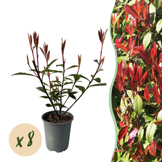 Glanzmispel Photinia fraseri Carre Rouge – Immergrüne Heckenpflanzen – 8 Pflanzen – 1 m – 9 cm Höhe 30–35 cm – Rote & grüne Blätter – Pflegeleicht 