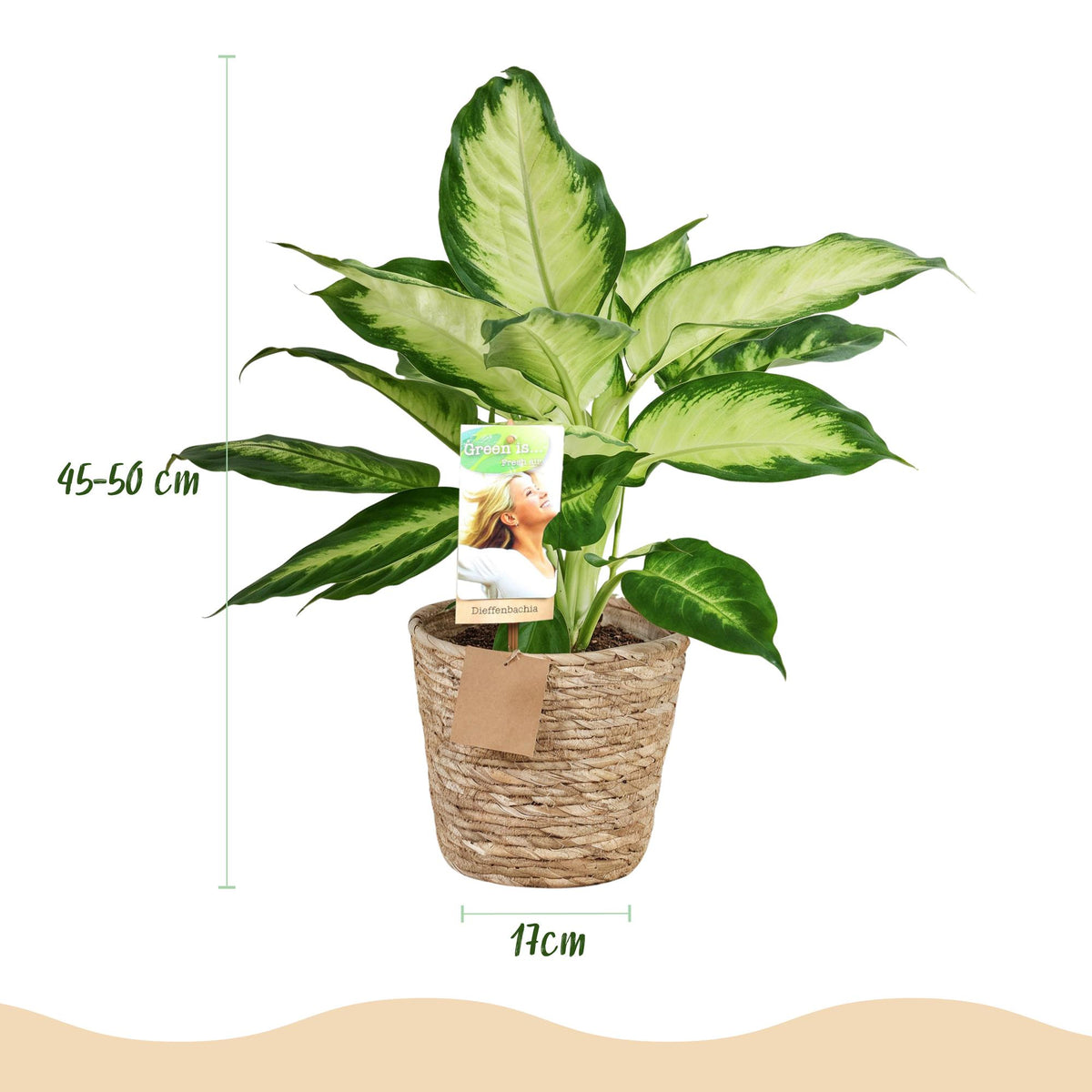 Green boutiQ - Zimmerpflanzen - Diefenbachia Camilla - Dieffenbachia - Wenig Pflege - mit Korb - Bunt - 1 Pflanze - Topf 17cm - Höhe 45-50cm 