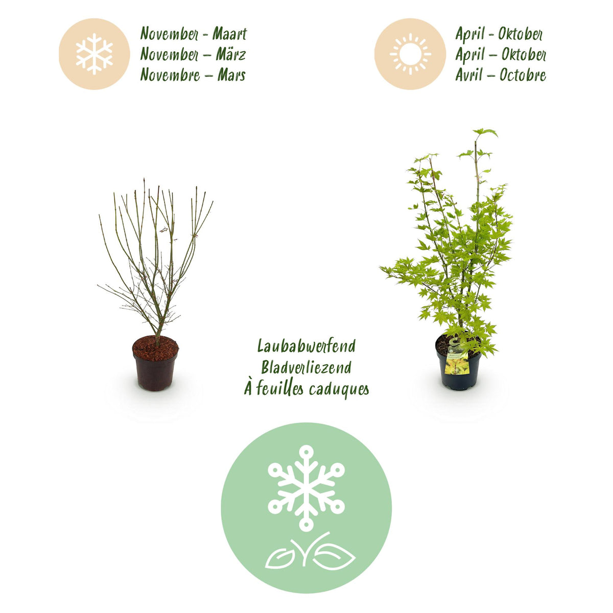 Green boutiQ - Gartenpflanze - Acer palmatum Summergold - Japanischer Ahorn - Laubabwerfend - Gelb - 1 - Topf 26cm - Höhe 90cm 
