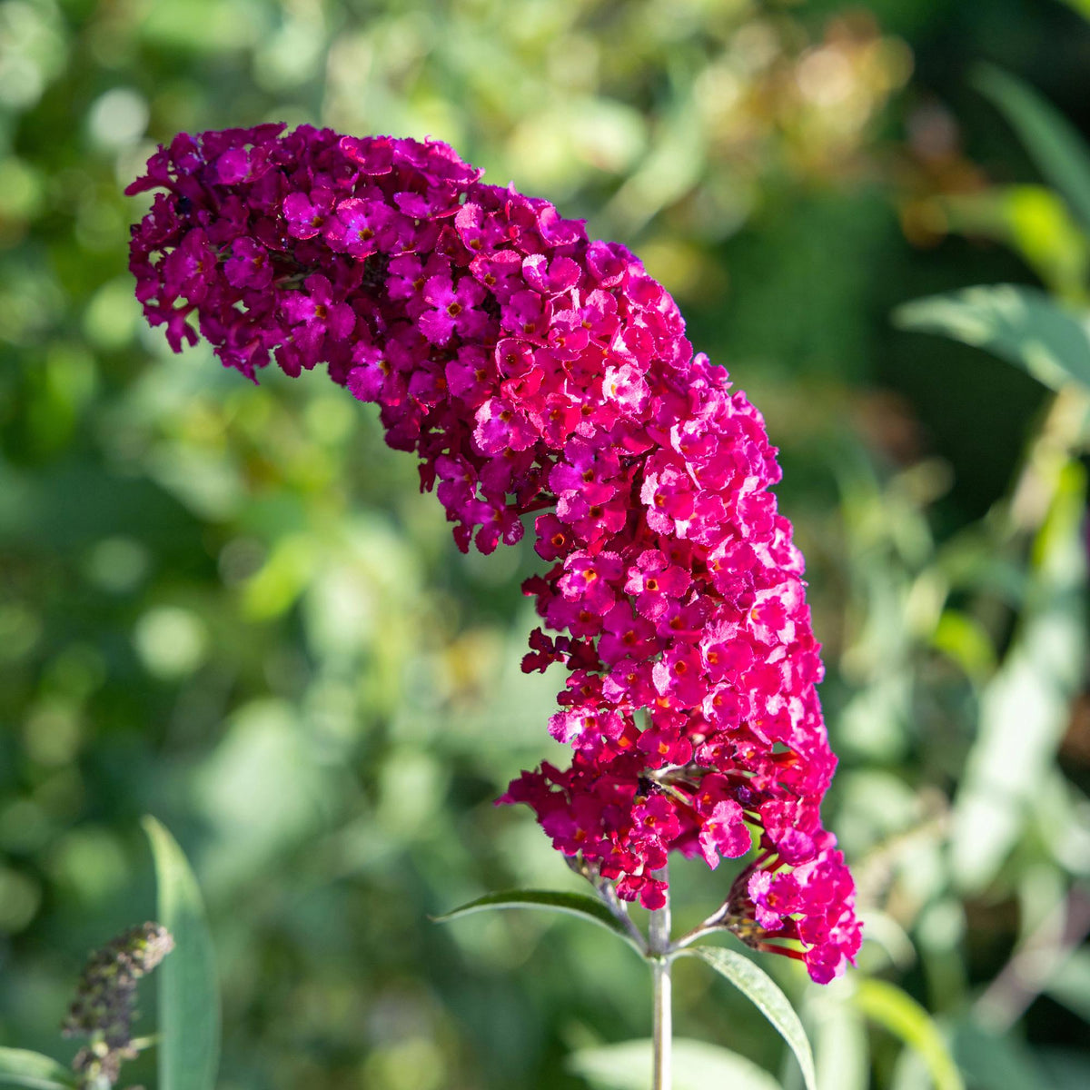 Schmetterlingsstrauch Buddleja davidii Royal Red – Rote Blüten – Laubabwerfend – Schmetterlingsfreundlich – 17 cm Höhe 25 cm 