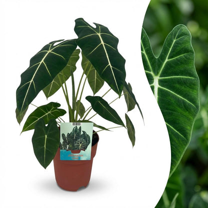 Green boutiQ - Zimmerpflanze - Elefantenohr - Alocasia Frydek - Grün - Pflegeleicht - 1 Pflanze - Topf 19cm - Höhe 60cm 