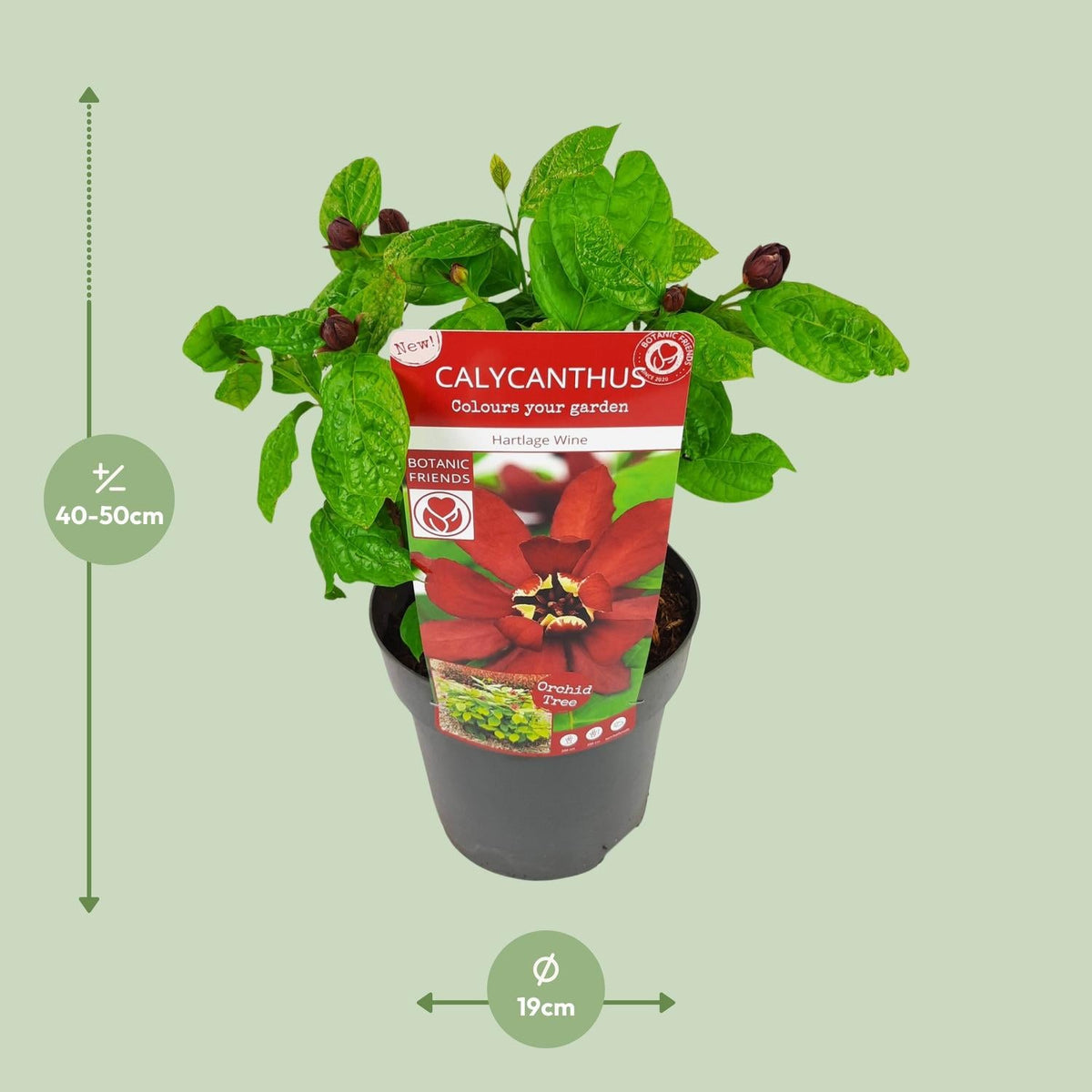 Sinocalycanthus 'Hartlage Wine'Â® - Ø19 - ↨30cm 