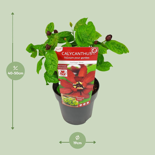 Sinocalycanthus 'Hartlage Wine'Â® - Ø19 - ↨30cm 