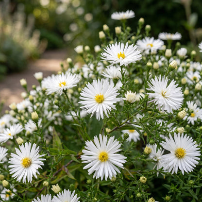 Kissenaster 'Schneekissen' – Aster dumosus Schneekissen – Ø11cm – Bienenfreundliche Staude für Garten & Balkon – Ansicht 5
