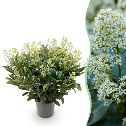 GreenboutiQ - Terrassenpflanze - Skimmia japonica Finchy - Blüte Weiß - 40+ Blüten - 1 Pflanze - Winterhart - Topf 19cm Höhe 60cm 