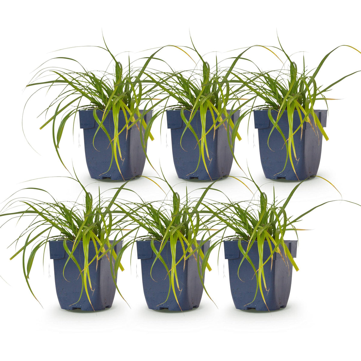 Segge 'Evergreen' – Carex oshimensis 'Evergreen' – 6 Pflanzen – Topf Ø11cm – Staude für Garten & Balkon – Ansicht 2