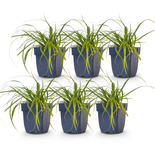 Segge 'Evergreen' – Carex oshimensis 'Evergreen' – 6 Pflanzen – Topf Ø11cm – Staude für Garten & Balkon – Ansicht 2