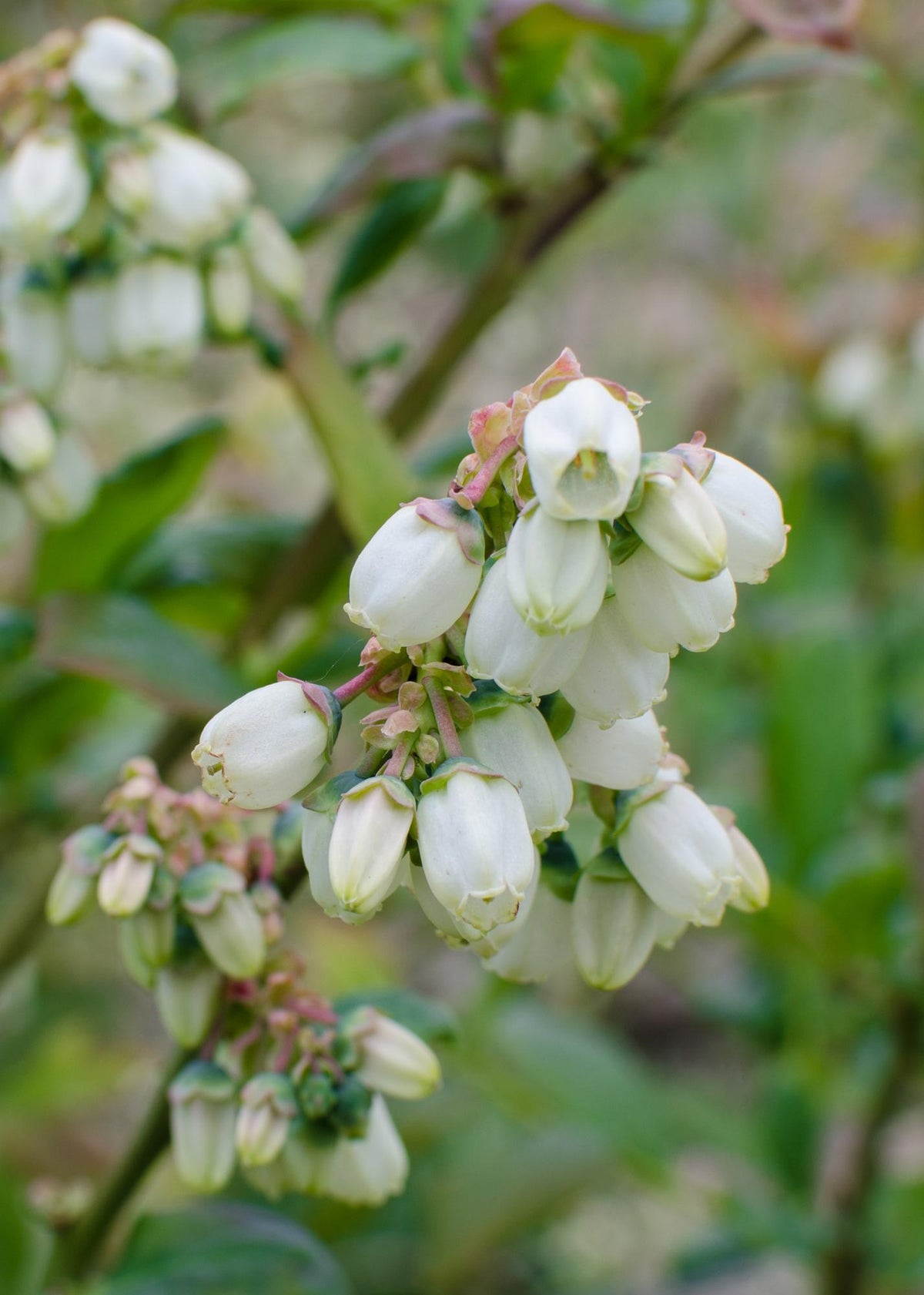 Vaccinium corymbosum 'Reka' – Blaubeere – Ø13cm – ↕45cm – Bio-Anbau – Ertragreiche Heidelbeere 