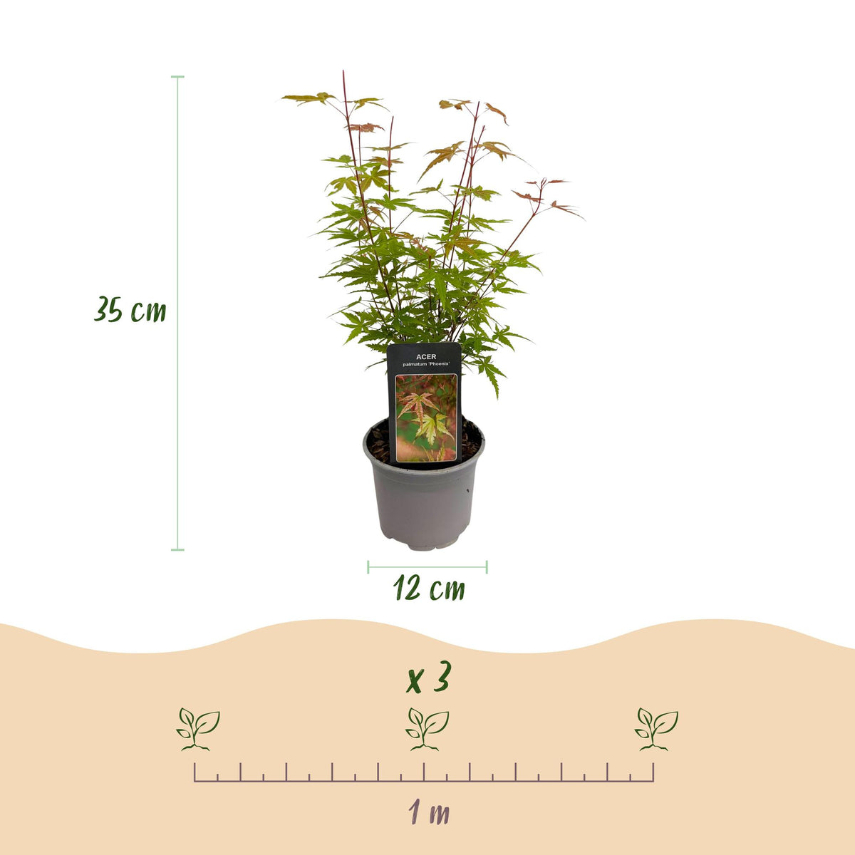 GreenboutiQ - Gartenpflanze - Acer palmatum Phoenix - Rosa - 1 Pflanze - Laubabwerfend - Wenig Pflege - Topf 12cm Höhe 35cm 