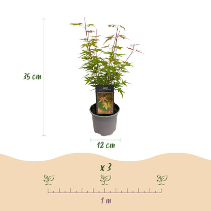 GreenboutiQ - Gartenpflanze - Acer palmatum Phoenix - Rosa - 1 Pflanze - Laubabwerfend - Wenig Pflege - Topf 12cm Höhe 35cm 