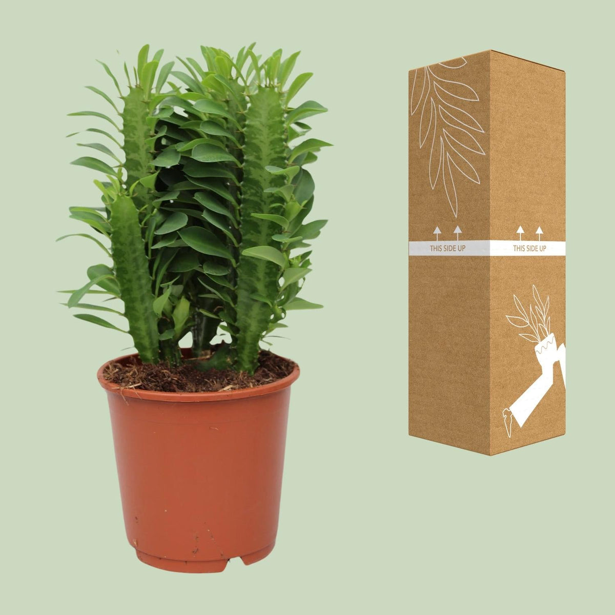 Euphorbia Trigona – Wolfsmilch – Zimmerpflanze – Ø12cm – ↕40cm – Sukkulente – Pflegeleicht & robust – Für hellen Halbschatten 