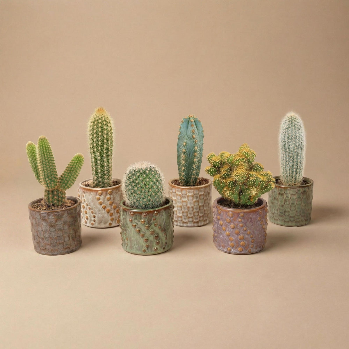 Kaktus-Set 6 Stück mit Mini-Keramiktöpfen Madrid 