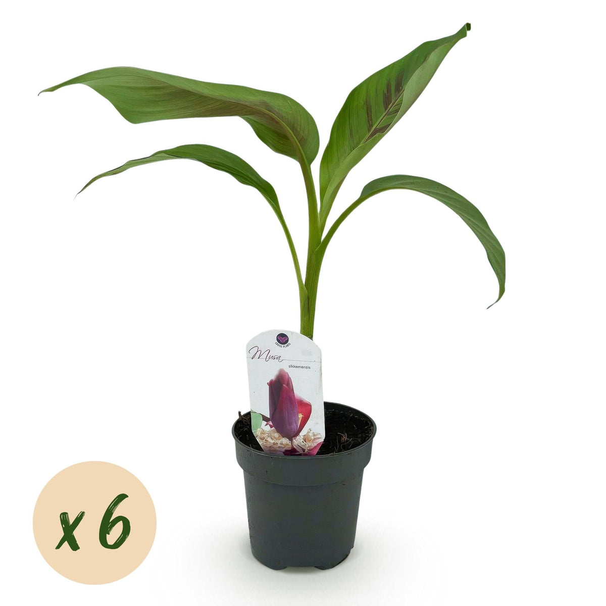 Bananenpflanze Musa sikkimensis Red Tiger – Tropische Gartenbanane – Ø12cm, Höhe ca. 30cm – Ansicht 14
