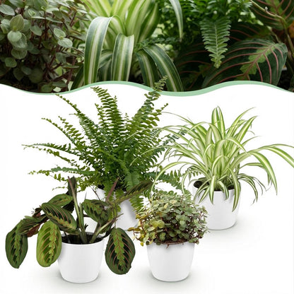 Green boutiQ - Zimmerpflanze - Chlorophytum - Maranta - Calissia - Nephrolepsis - Mix aus 4 - Haustierfreundliche Pflanzen - Grün - 4 Pflanzen - mit Potter Weiß - Topf 12cm - Höhe 25cm 