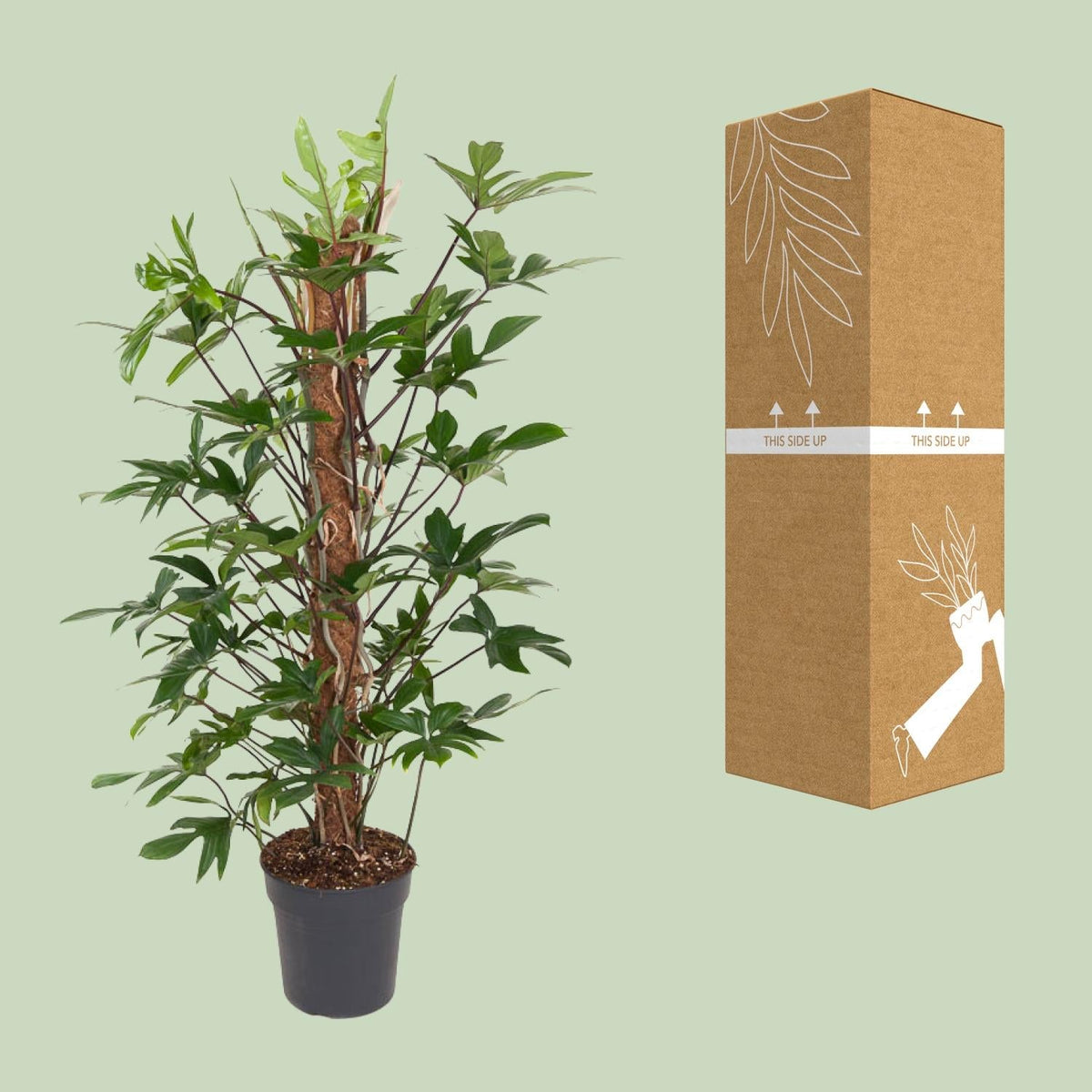 Baumfreund – Philodendron Pedatum – Zimmerpflanze – Ø24 cm – ↕120 cm – Pflegeleicht – Halbschatten – Üppiges grünes Laub 