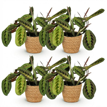 Maranta Fascinator Tricolour Gebetsblatt – 2er Set Zimmerpflanze im Korb Ø12cm Höhe25cm – Haustierfreundliche Grünpflanze – P