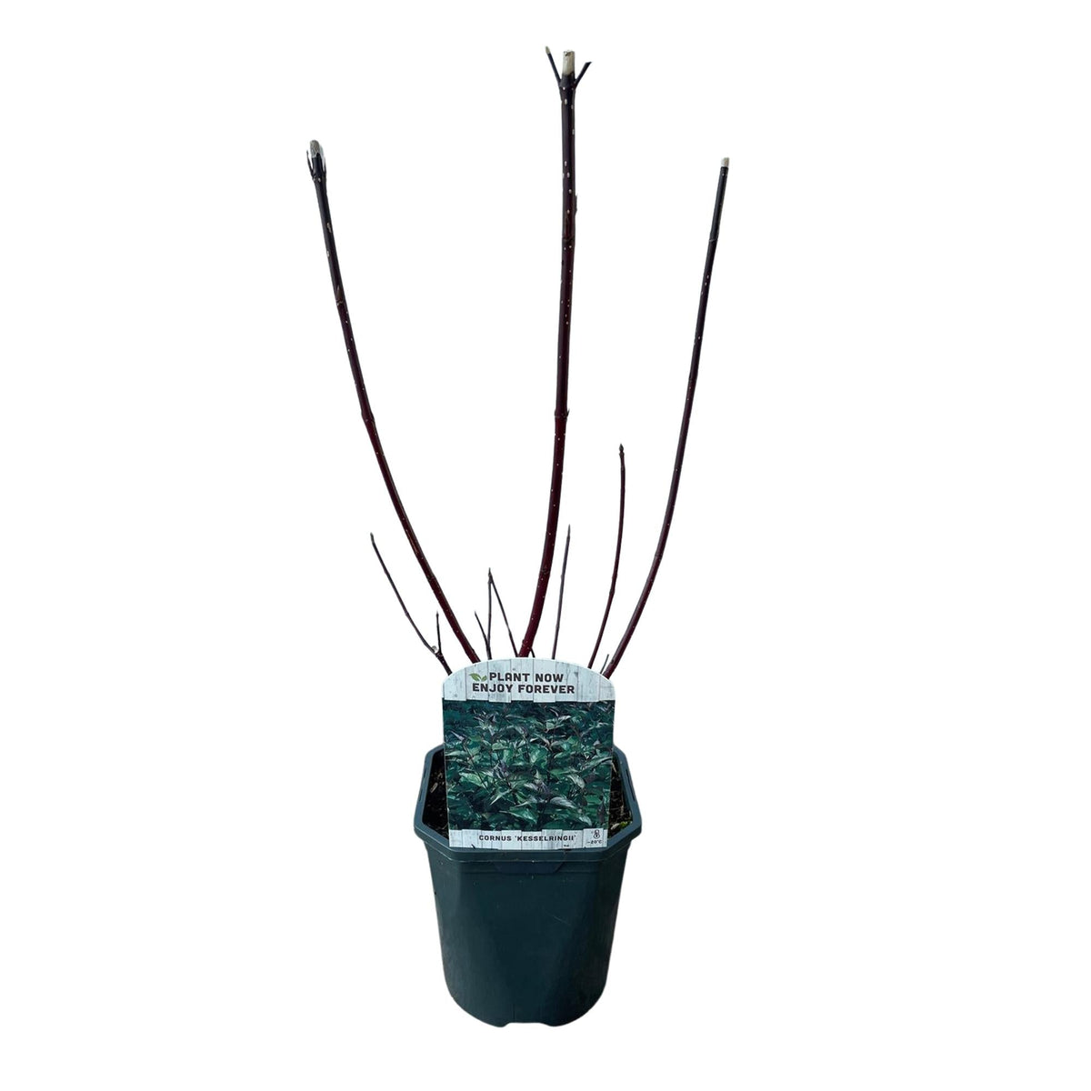 Cornus alba 'Kesselringii' – Schwarzholz-Hartriegel – Zierstrauch 17cm – ca. 45cm hoch – Pflegeleicht & winterhart – Für Hecke & Beet 