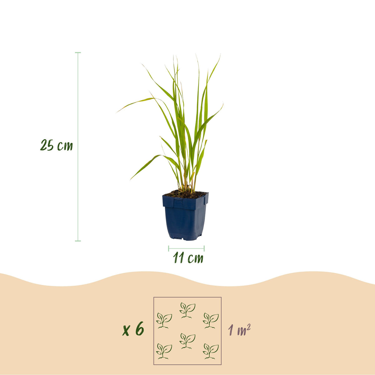 Pfeifengras 'Heidebraut' – Molinia caerulea 'Heidebraut' – 12 Pflanzen – Topf Ø11cm – Ansicht 3