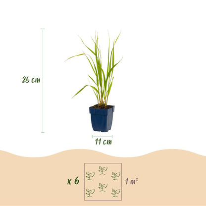Pfeifengras 'Heidebraut' – Molinia caerulea 'Heidebraut' – 12 Pflanzen – Topf Ø11cm – Ansicht 3