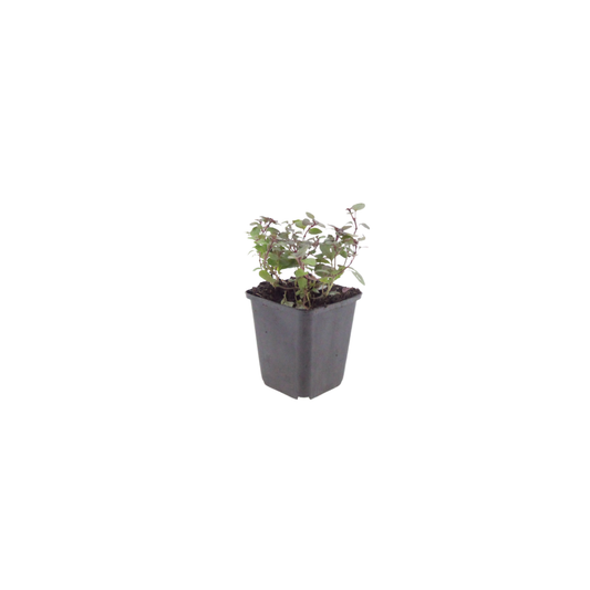 Origanum laevigatum Herrenhausen Ø9cm 6 Stück