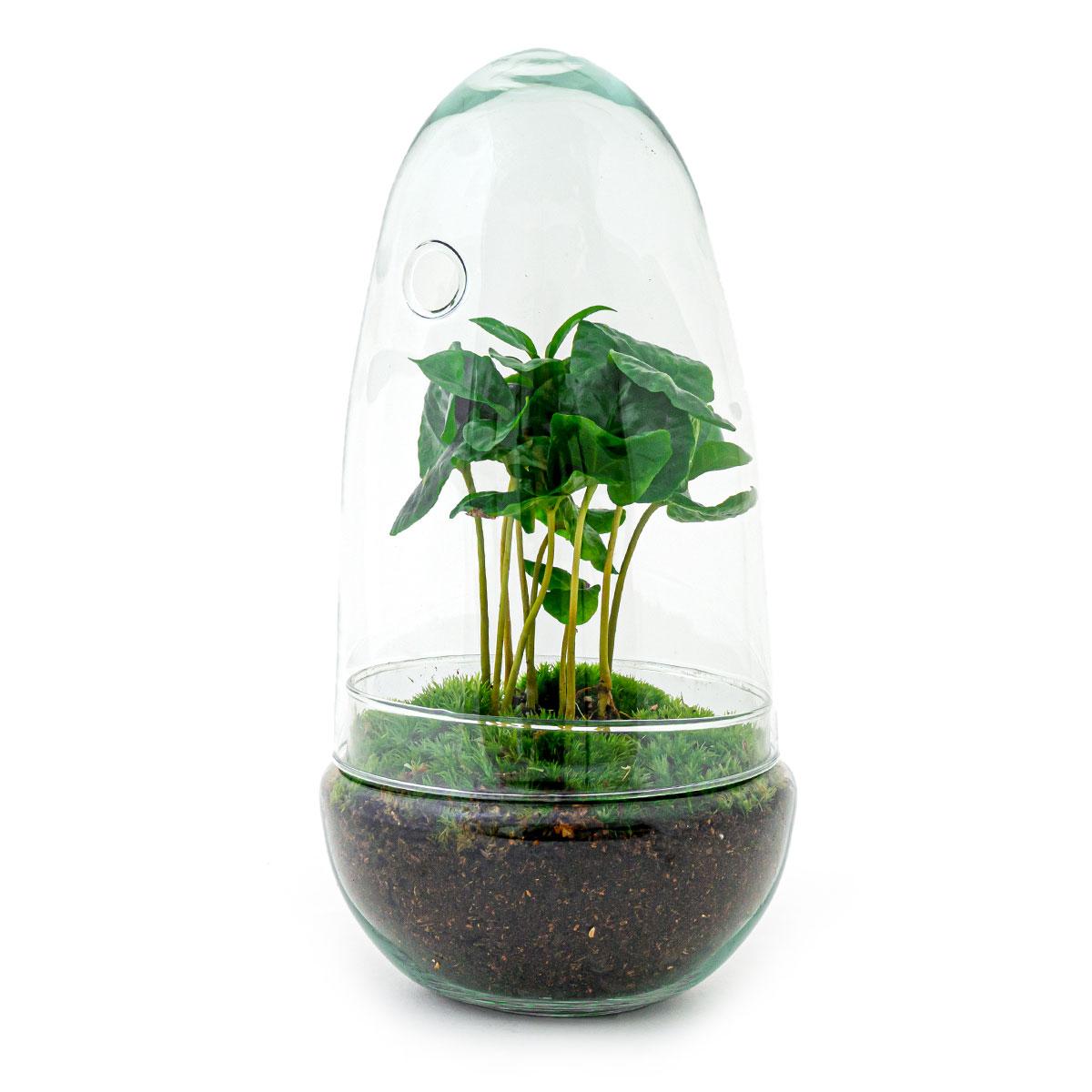 Flaschengarten Egg Coffea Arabica – DIY Pflanzen-Terrarium – Höhe 25 cm – Selbstversorgendes Mini-Ökosystem – Inkl. Moos, Erde & Pflanze – Einfacher Aufbau in 5 Schritten – Für Zuhause & Büro 