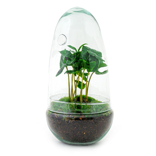 Flaschengarten Egg Coffea Arabica – DIY Pflanzen-Terrarium – Höhe 25 cm – Selbstversorgendes Mini-Ökosystem – Inkl. Moos, Erde & Pflanze – Einfacher Aufbau in 5 Schritten – Für Zuhause & Büro 