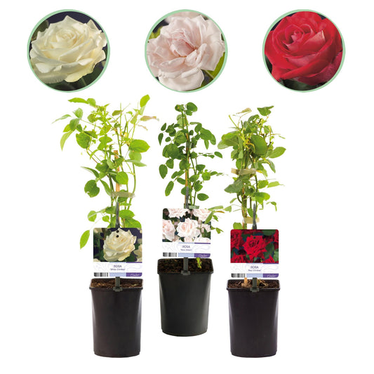 Kletterrose – Rosa Tricolour – Blüte Rosa-Weiß-Rot – 3 Pflanzen – Duftend – Geringer Pflegeaufwand – 11cm – Höhe ca. 40cm 