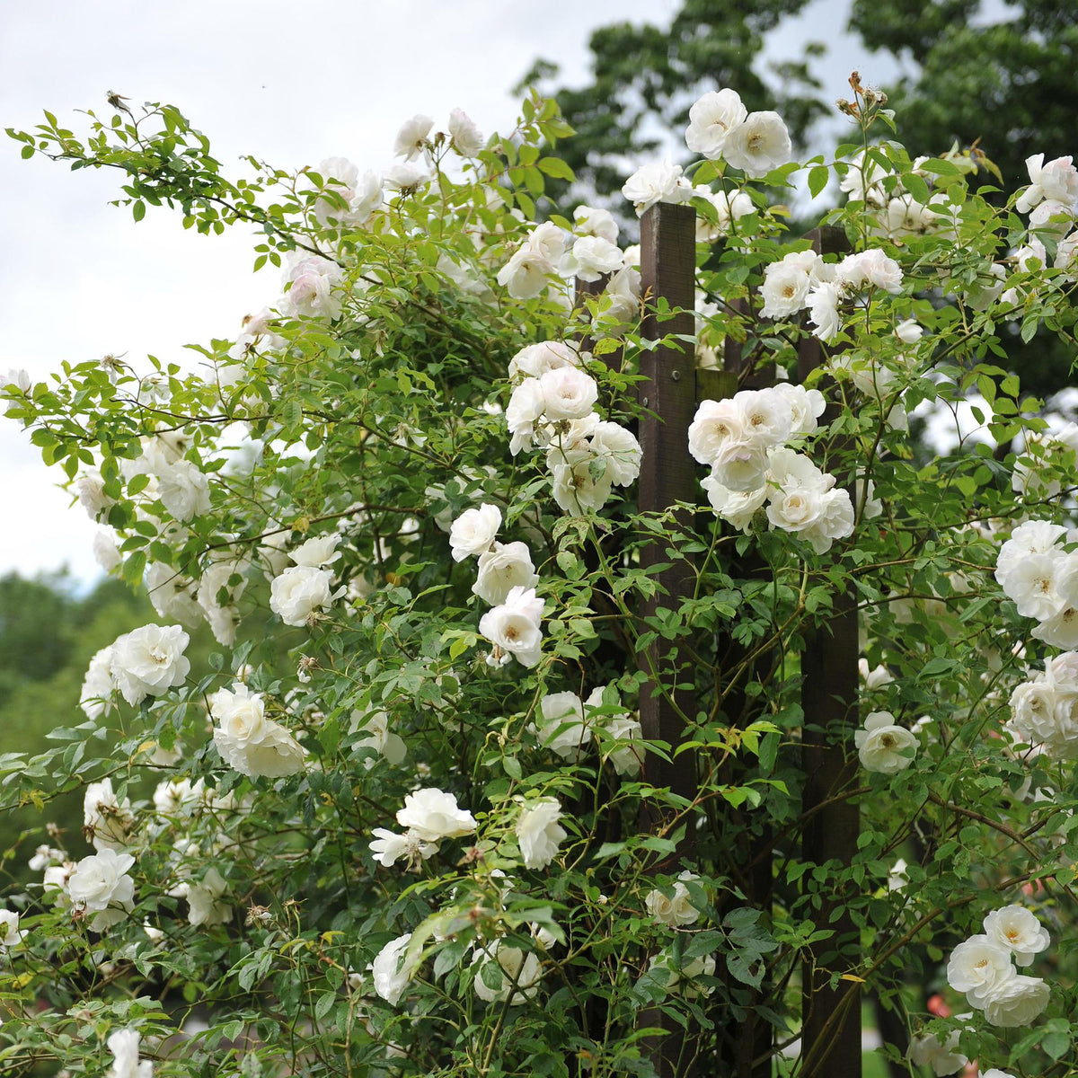 Kletterrose – Rosa White Climber – Blüte Weiß – 2 Pflanzen – Wenig Pflege – 11cm – Höhe ca. 40cm 