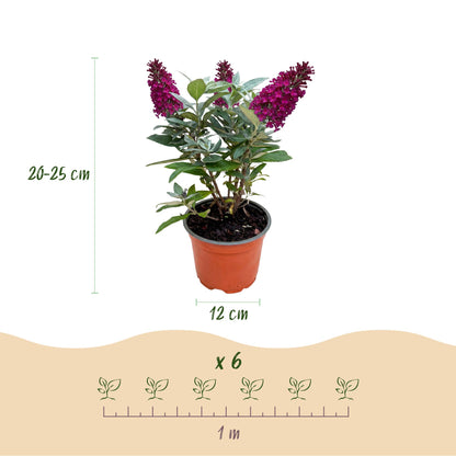 Green boutiQ - Gartenpflanze - Buddleja davidii Butterfly Candy Little Ruby - Schmetterlingsstrauch - Kompakt - Rot - 1 Pflanze - Topf 12cm - Höhe 20-25cm 