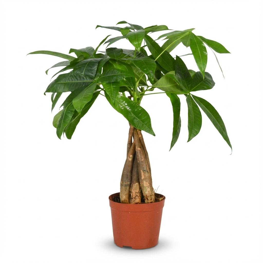 Glückskastanie Pachira Aquatica Zimmerpflanze Geldbaum – 40–50cm – Pflegeleichte Zimmerpflanze im 12cm Topf – Tropische Grünpflanze für Wohnzimmer Büro & Fensterbank 