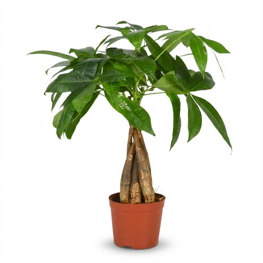 Glückskastanie Pachira Aquatica Zimmerpflanze Geldbaum – 40–50cm – Pflegeleichte Zimmerpflanze im 12cm Topf – Tropische Grünpflanze für Wohnzimmer Büro & Fensterbank 