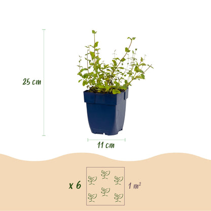 Katzenminze 'Grog' – Nepeta racemosa 'Grog' – Topf Ø11cm – Bienenfreundliche Staude für Garten & Balkon – Ansicht 3
