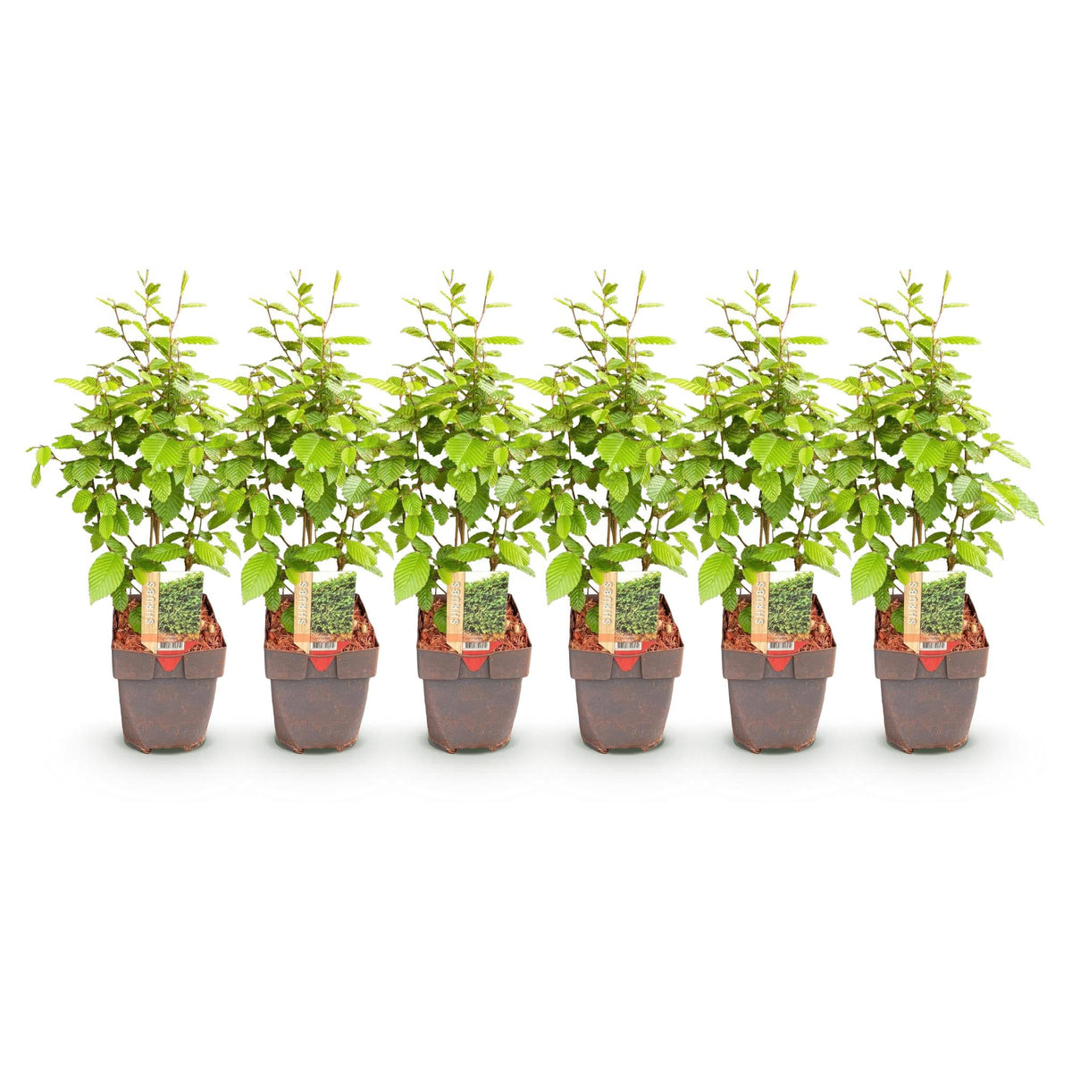 Gemeine Hainbuche Carpinus betulus – Heckenpflanze – 6 Pflanzen – 1 laufender Meter – 17 cm – Höhe 55 cm – Dichtes Laub – Privatsphäre 