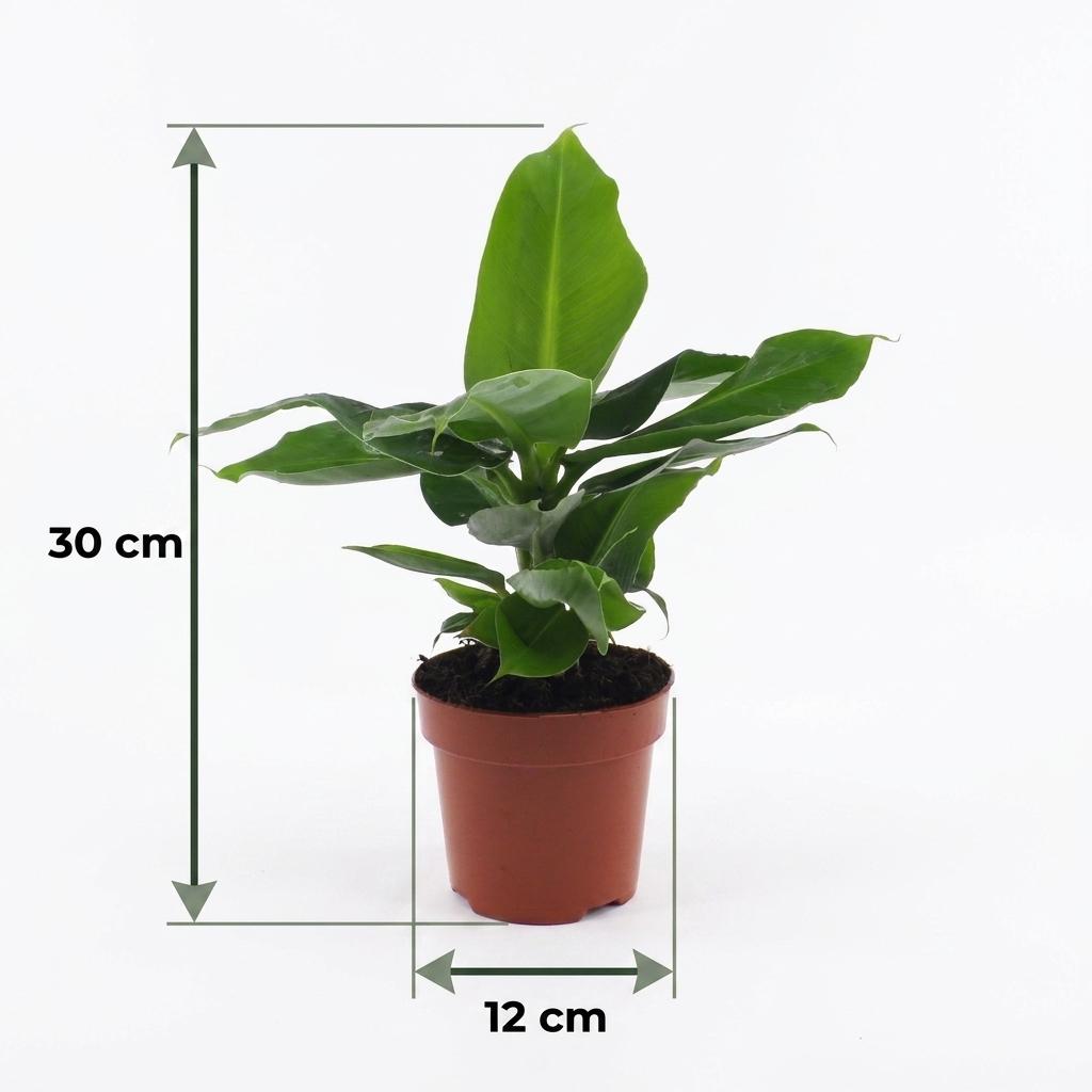 Orientalische Zwergbanane – Musa 'Oriental Dwarf' – Topf Ø12cm – Höhe 30cm – mit grauem Dekotopf – Ansicht 5