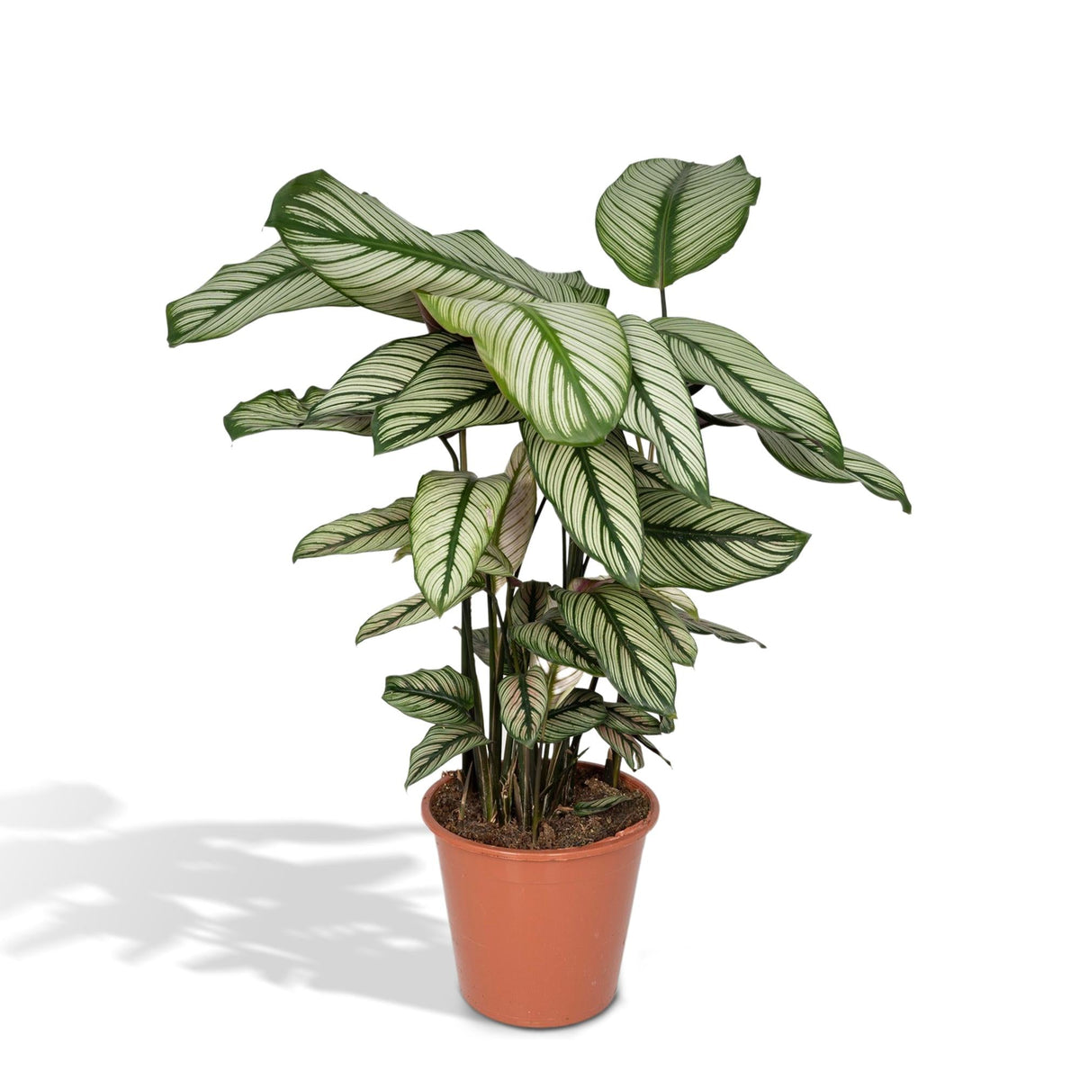 Calathea Whitestar – Ø19cm x H50cm – Tropische Zimmerpflanze mit lebendigem Blattspiel – Luftreinigend & pflegeleicht – Im Pflanztopf – Ideal für halbschattige Standorte 