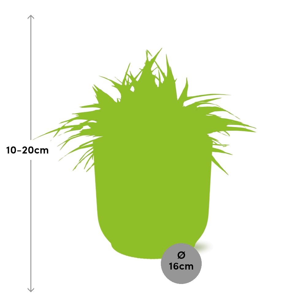 Chlorophytum Ocean 15cm in ELHO Vibes Fold 16cm round geel 